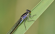 Common Bluetail (Ischnura elegans)